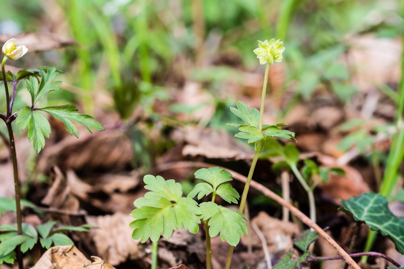 Adoxa moschatellina / Moscatella